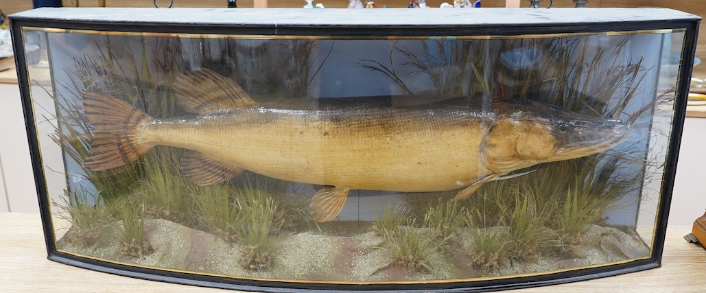 A J. Cooper & Sons taxidermy Pike in a bow fronted glazed case, 100cm. Condition - good